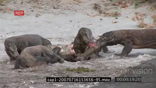 Komodo Dragons moving and feeding on a kill on riverbank LS ZI MLS HAND