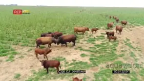Drone Aerial over cow herd Grazing with 2 Bulls Fighting GENERAL BEHAVIOUR