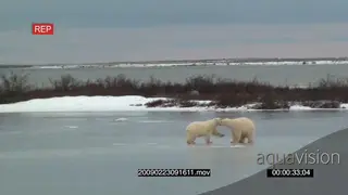 A pair of polar bears chase each other around on frozen lake aggressive behaviour.