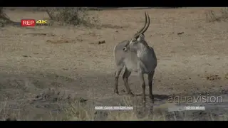Waterbuck standing on bushveld drinking from waterhole