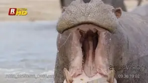 Dominance display of adult Hippo, showing off weaponry.