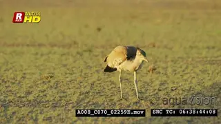 Kori bustard feeding on grass, foraging and walking around.