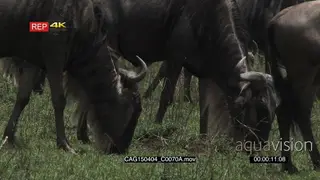 Blue Wildebeests moving and grazing on grass MS PAN HAND