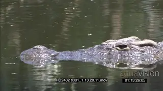 Nile Crocodile swimming from right to left hunting camera pans with movement PROFILE