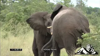 Elephants fighting and walk away, and one elephant charging at the camera WS