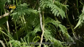 Tree living Vine snake slithering on a branch at the coastal forest.