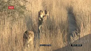 [2] African Lionesses walking With cubs Following each other in Long thick grass