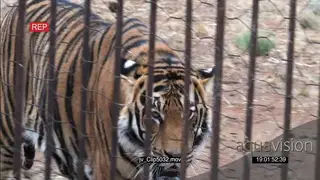 Endangered Tigers in captivity