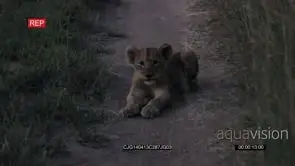 African Lion Cub sitting looking towards the Camera