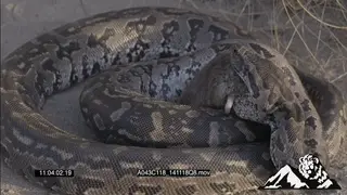 African Rock Python feeding on mouse HA MCU