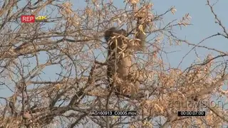 Chacma baboon eating flowers from a tree