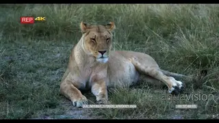 Lioness lying on a grass facing towards camera patch flicking flies away