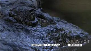 Nile Crocodile half sub-merged in the water, CU eyes facing the camera.