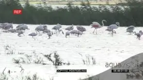A Flock of Flamingo Fishing and Feeding