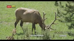Elk standing an d grazing GREEN FF