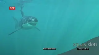 Great white shark gently swimming underwater in ocean passing close to camera UW HAND