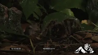 Pygmy Sand Mouse moving around near a Goliath Bird-eating Spider