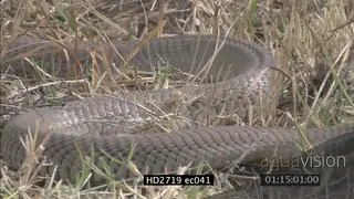 Mozambique Spitting Cobra laying on grass then crawling away MCU ZO MLS ZI CU PAN