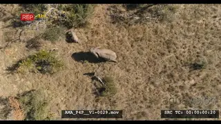 Aerial Drone African elephant and calve walking through feeding off bushes