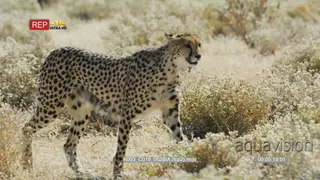 Cheetah prowls through the grassland