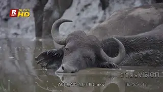 Cape Buffalo mud bathing and taking a rest.