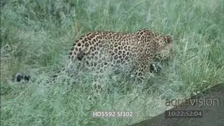 Leopard laying down gets up limps across injured paw