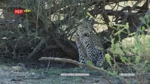 Leopard cub sitting under tree