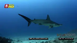 Scalloped hammerhead sharks glides through the sea