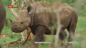 Black rhino calf walking with oxpecker on the back