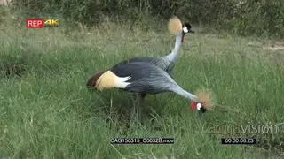 Grey Crowned Cranes standing eating on tall grass then walking MLS PAN HAND