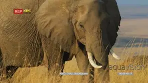 Elephant walking towards camera