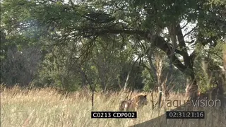 Lioness in tree with young male Lion on the ground GENERAL BEHAVIOUR WS