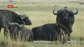Buffalo standing looking at camera with other buffalo herd in the background