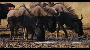 close up shot of a herd of wildebeest, Connochaetes walking in the mud of the water hole.