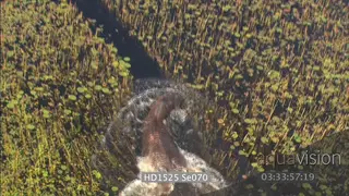Aerial Hippo moving through delta vegetation SHAKY