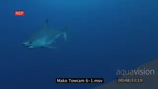 Mako Shark swimming underwater in ocean following camera then turning back MWS…