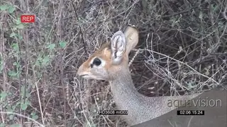 Dikdik standing looking alarmed AmCam