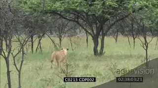 Lioness stalking and hunting Wildebeest herd MS FAILS