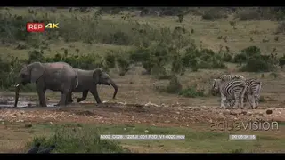 Wide shot of two zebras kicking one another with their hind legs while elephant calf.