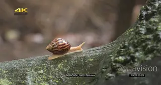 Giant African land snail slowly moving across wet log RAIN CONDITIONS FF