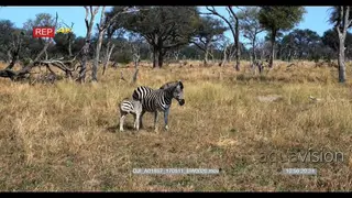 Baby zebra stand up and starts suckling on its mother, impala herd grazing in distance LS