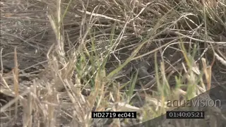 Venomous Puff Adder snake in dry grass MLS ZI MS PAN