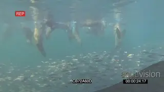Cape Fur seals near surface feeding off Sardine baitball underwater HANDHELD