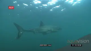 Great White Sharks three (3) UW PROFILE