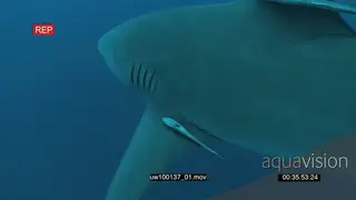 Zambezi Bull Sharks swimming underwater in ocean turning and passing by camera UW