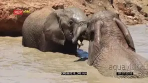 African Elephant Calves swimming and Bathing play fighting GENERAL BEHAVIOUR