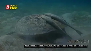 Murky water with a Green Sea Turtle eating seagrass.