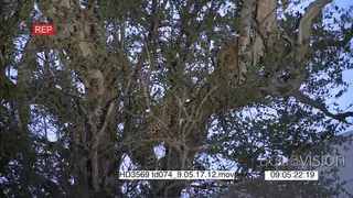 Two [2] Leopards fighting over a carcass in tree TU