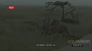 Cheetah (Acinonyx jubatus) walking hunting and scouting while raining heavily