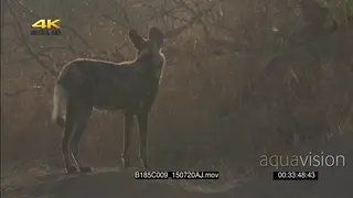 African wild dog scouting around hunting SEMI DRY